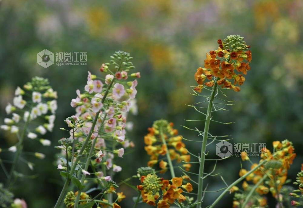 踏春赏花正当时 南昌赏花地图来了