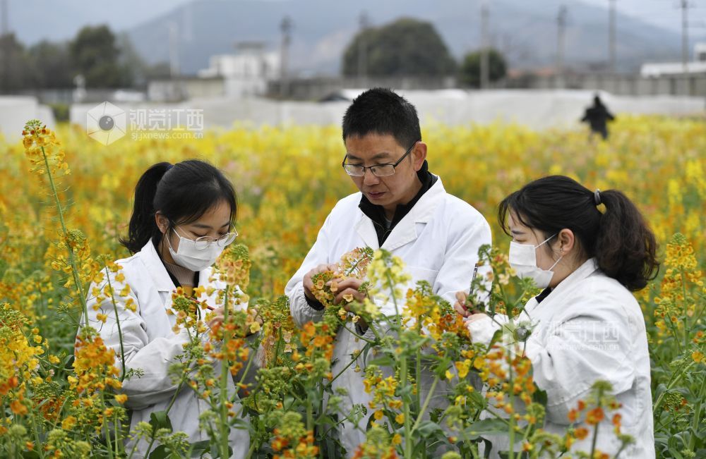 踏春赏花正当时 南昌赏花地图来了