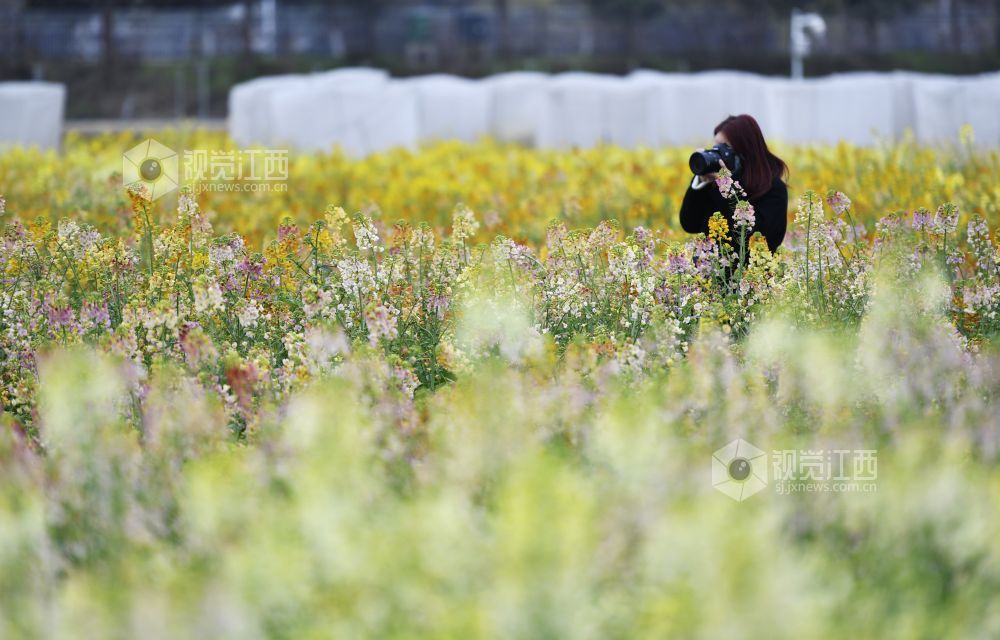 踏春赏花正当时 南昌赏花地图来了