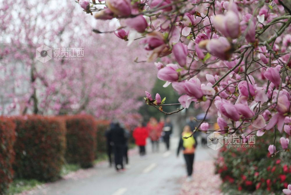 踏春赏花正当时 南昌赏花地图来了