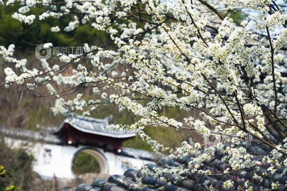 踏春赏花正当时 南昌赏花地图来了