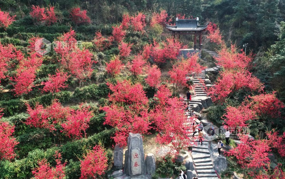 踏春赏花正当时 南昌赏花地图来了