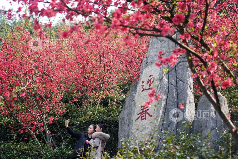 踏春赏花正当时 南昌赏花地图来了