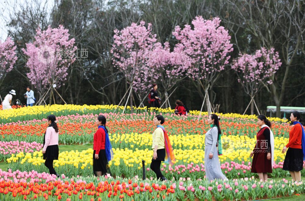 踏春赏花正当时 南昌赏花地图来了