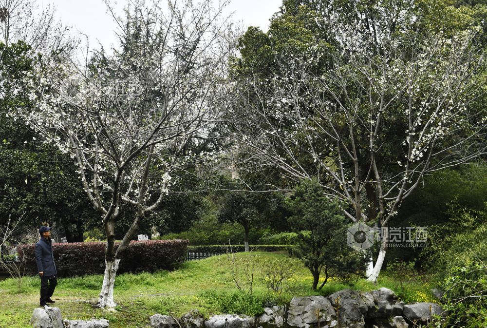 踏春赏花正当时 南昌赏花地图来了