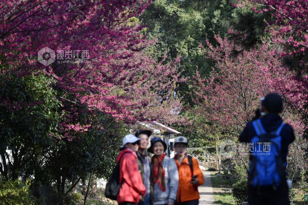 踏春赏花正当时 南昌赏花地图来了