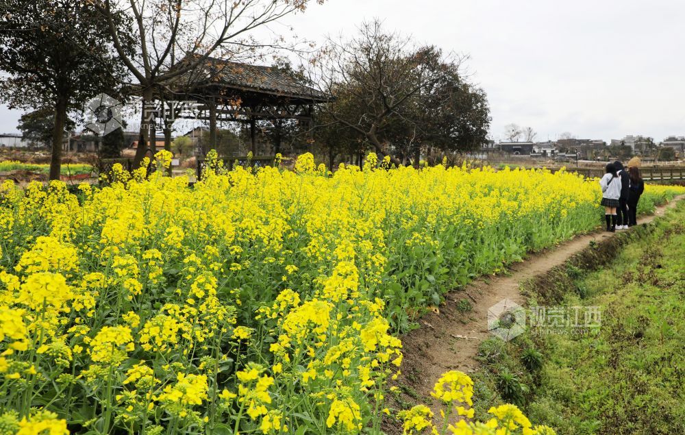 踏春赏花正当时 南昌赏花地图来了