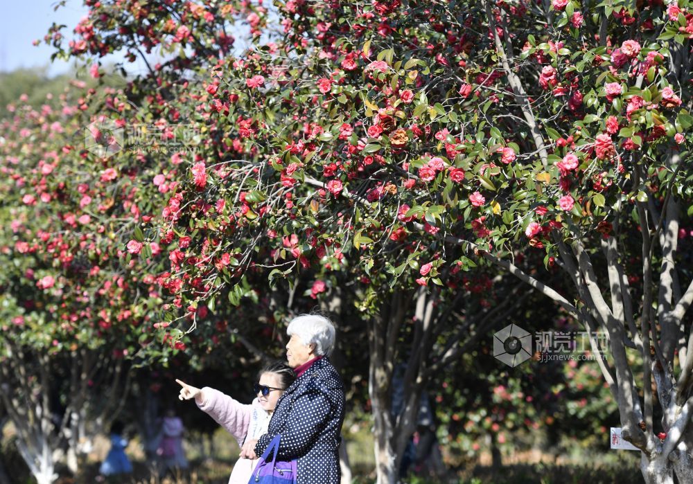 踏春赏花正当时 南昌赏花地图来了