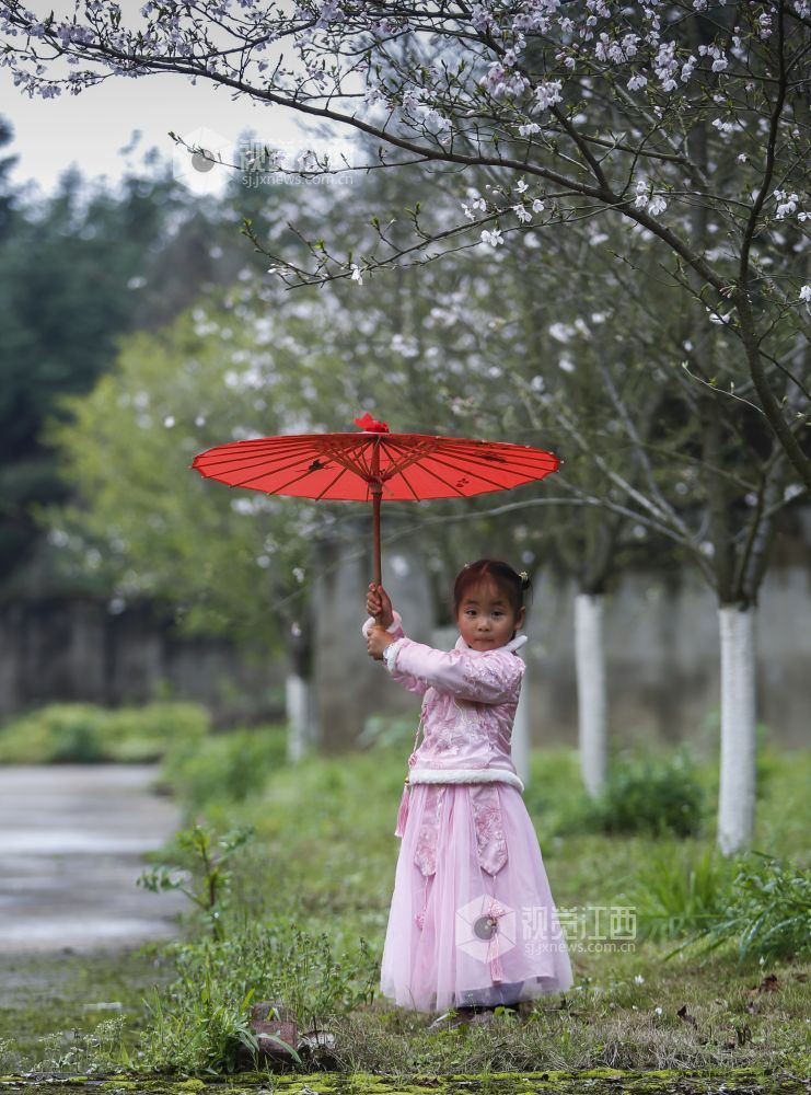 2021年3月17日，江西省分宜县洋江中心幼儿园内?；ㄕ婪牛鲜γ谴煊锥∏樾郎?，陶醉在樱花林中。