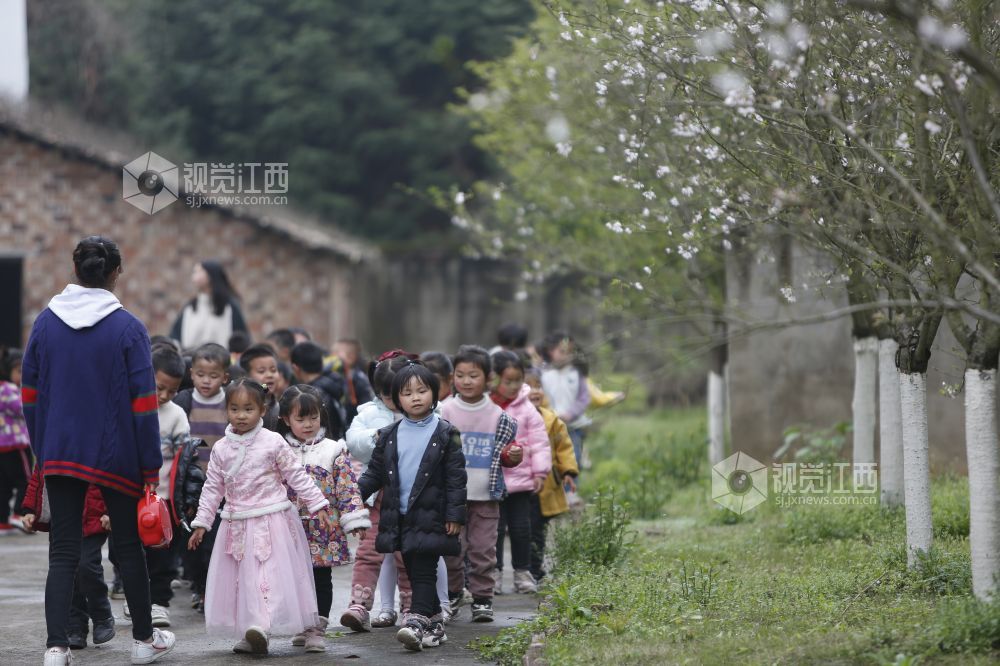 2021年3月17日，江西省分宜县洋江中心幼儿园内?；ㄕ婪牛鲜γ谴煊锥∏樾郎?，陶醉在?；种?。