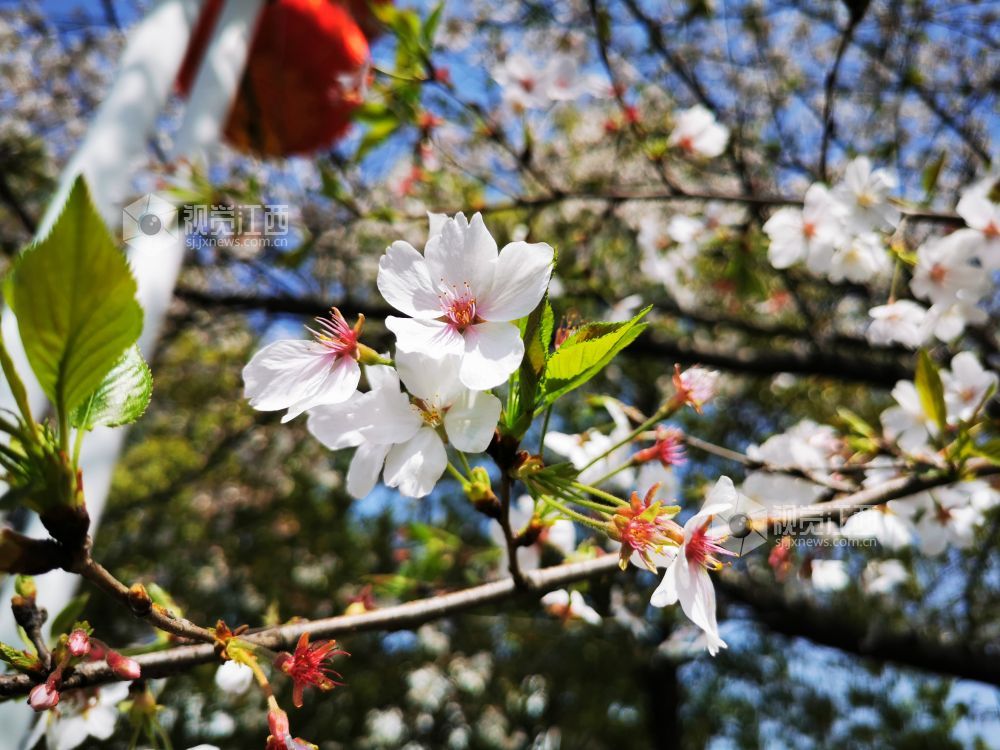 3月25日，在江西省吉安市双秀路上的?；ㄏ嗉淌⒖?。