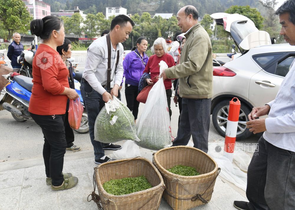 茶乡绘出乡村振兴新画卷