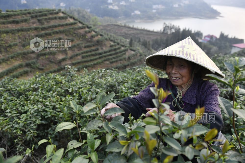 茶乡绘出乡村振兴新画卷