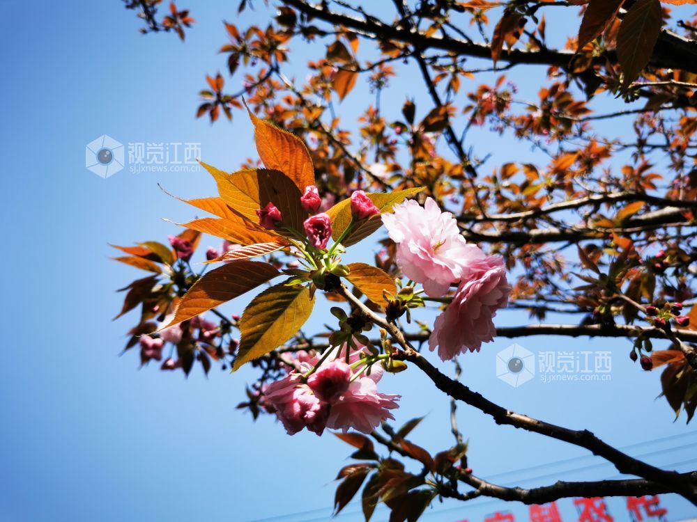 3月25日，在江西省吉安市双秀路上的樱花相继盛开。