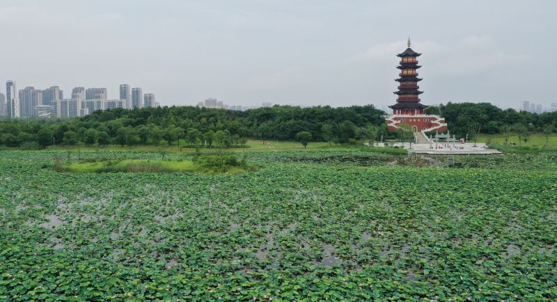 夏日赏荷好去处　南昌象湖湿地公园荷花开