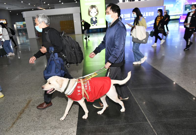 导盲犬"史酷比"  你是我的眼