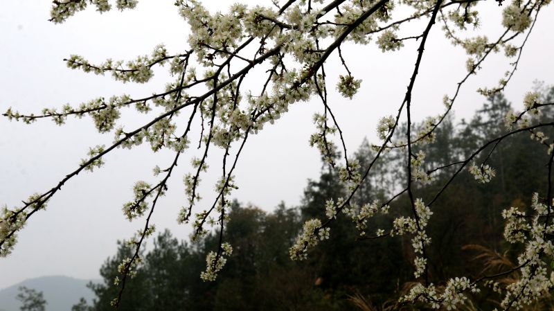 【视频】江西遂川：李子花开压枝头惹人醉