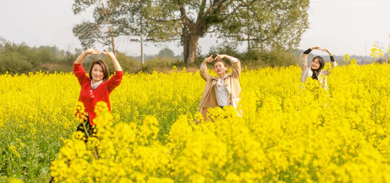 江西永新：油菜花田春意浓 春日赏花正当时