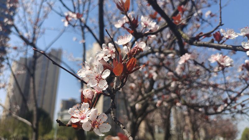 【视频】江西吉安：春暖花开季 紫叶李花开灿烂