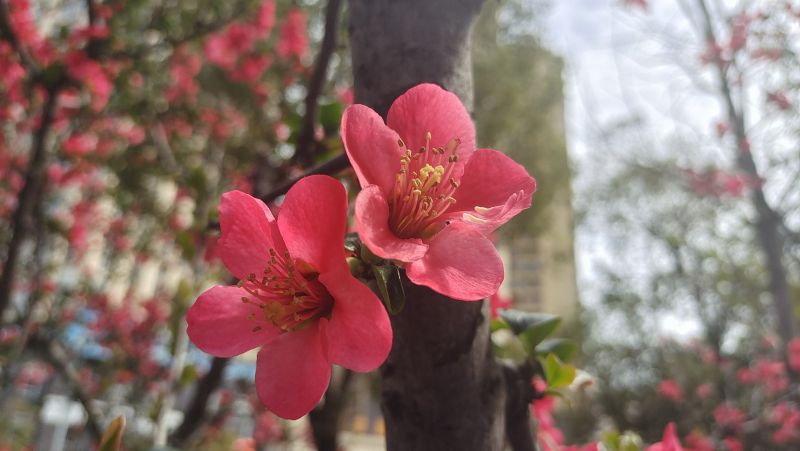 【视频】江西吉安： 海棠花开春意浓 娇艳似火惹人醉