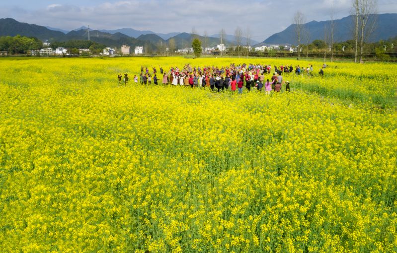 【视频】江西芦溪：油菜花开带动乡村旅游热