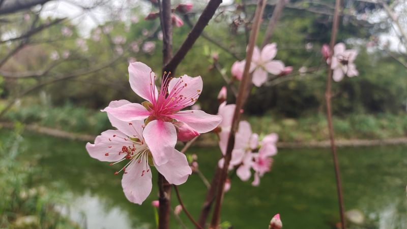 【视频】江西吉安：桃花盛开添春色