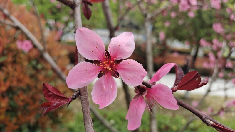 【视频】江西吉安：碧桃花开 美丽芬芳