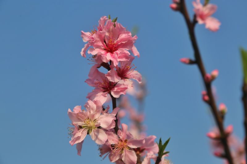 【视频】江西芦溪：桃花争艳迎客来