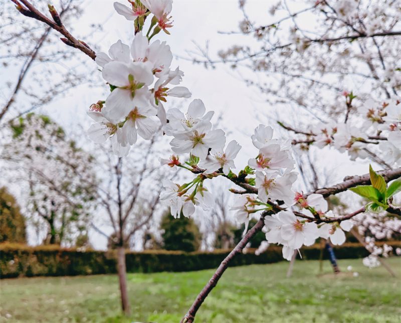 【视频】江西萍乡：樱花烂漫如春雪