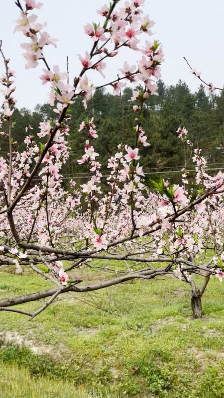 【视频】江西遂川：千亩桃花争艳盛开