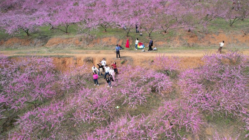 【视频】江西萍乡：六市桃花别样红