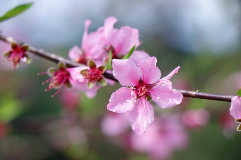 【视频】江西莲花：桃花盛开 多姿多彩