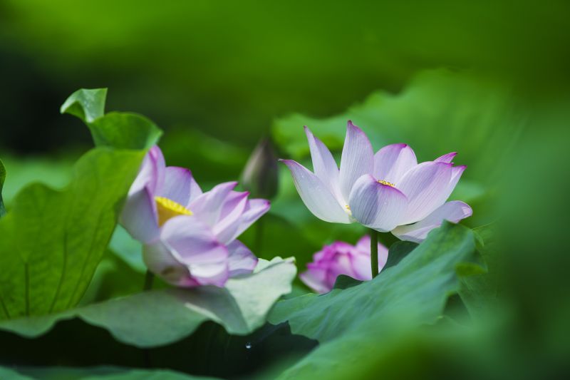 江西新余：荷花绽放精彩纷呈