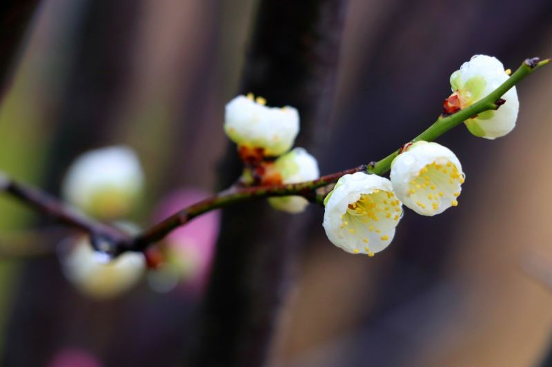 江西南昌：又见梅花开