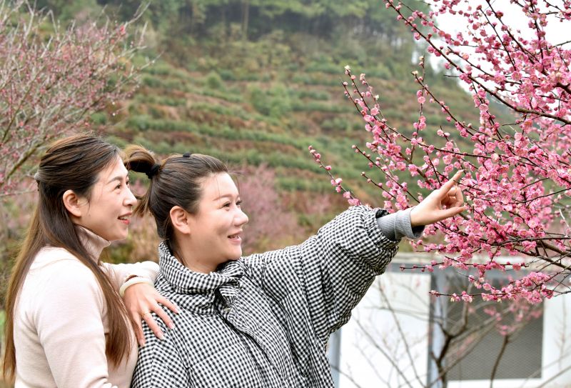 江西乐平：早春梅花香