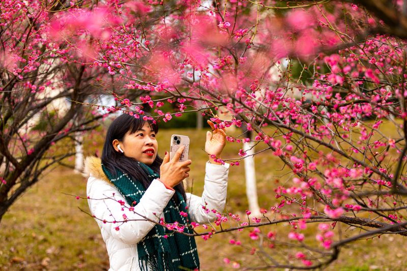 江西吉水：红梅花儿开