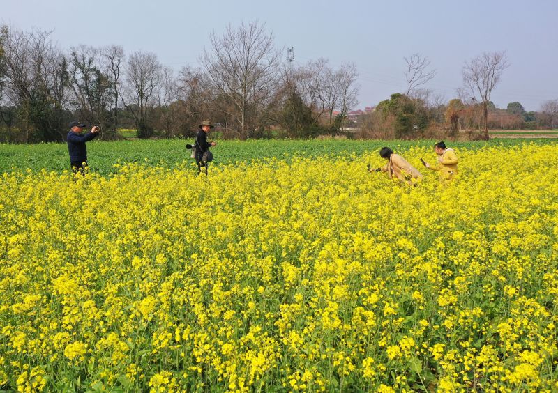 江西泰和：踏青赏花  乐享春光