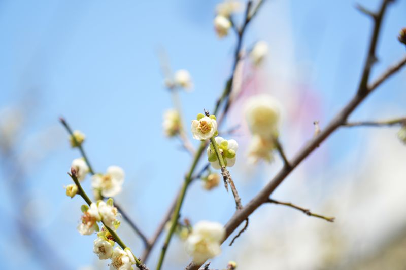 江西芦溪：梅花绽放春意浓