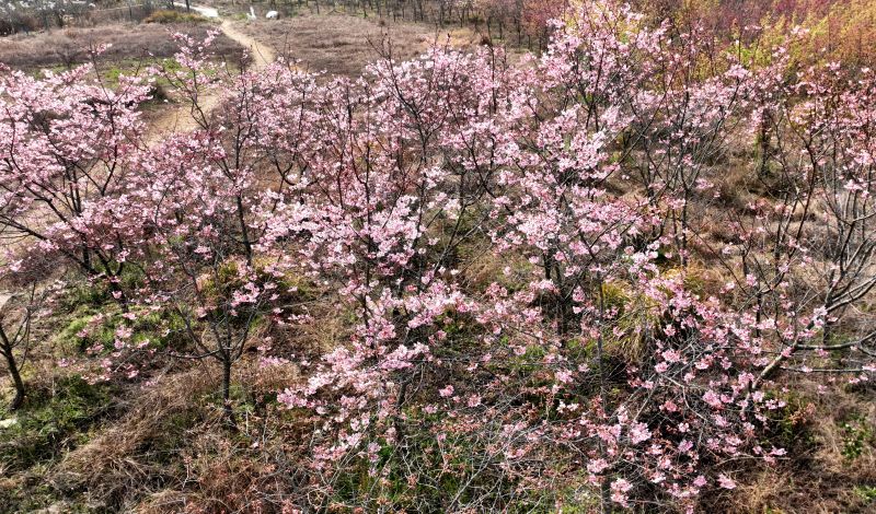 江西遂川：春意浓花盛开