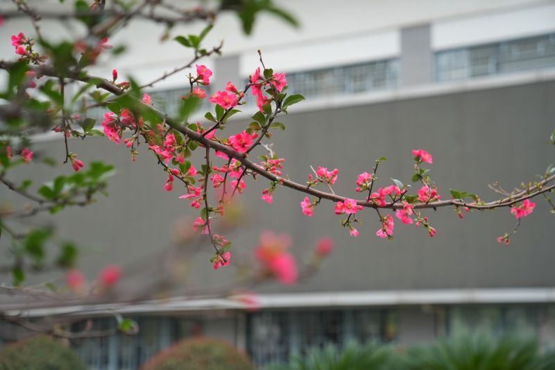 江西芦溪：海棠花开迎春来