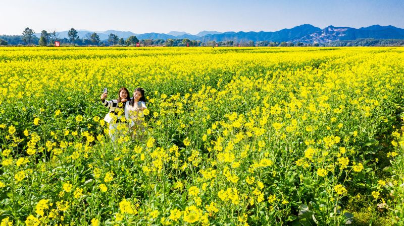 江西吉水：花海醉游人