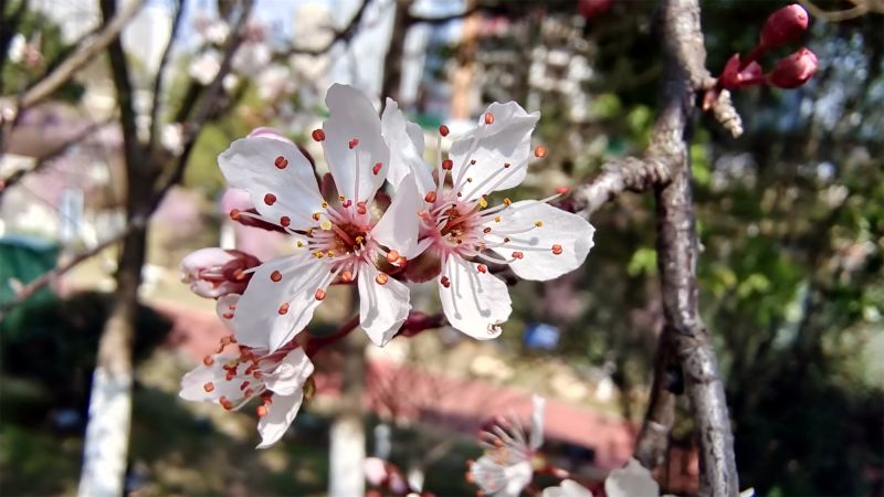 江西吉安：紫叶李花开 满城春光美