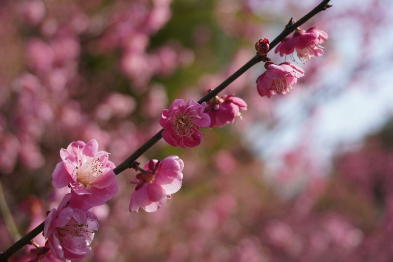 江西南昌：梅花盛放品春意