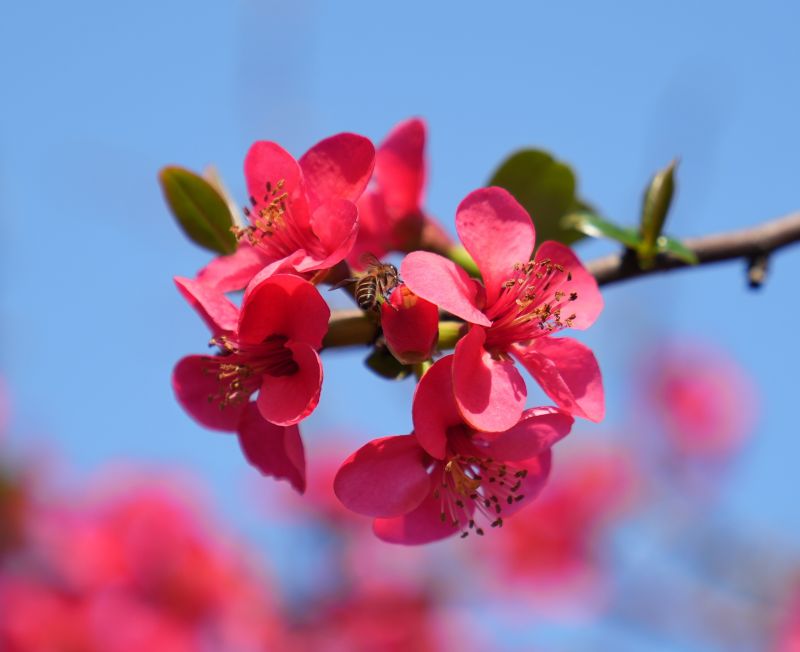 江西芦溪：春暖花开蜜蜂