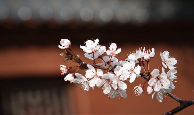 江西鄱阳：花香春意浓