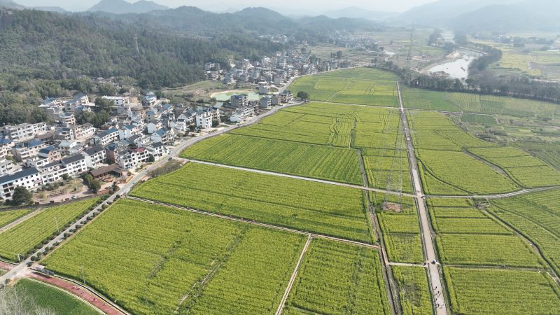 【视频】江西横峰：油菜花开满地黄 丛间蝶舞蜜蜂忙