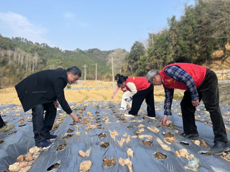 江西吉安：春耕备耕施肥忙 志愿服务暖人心