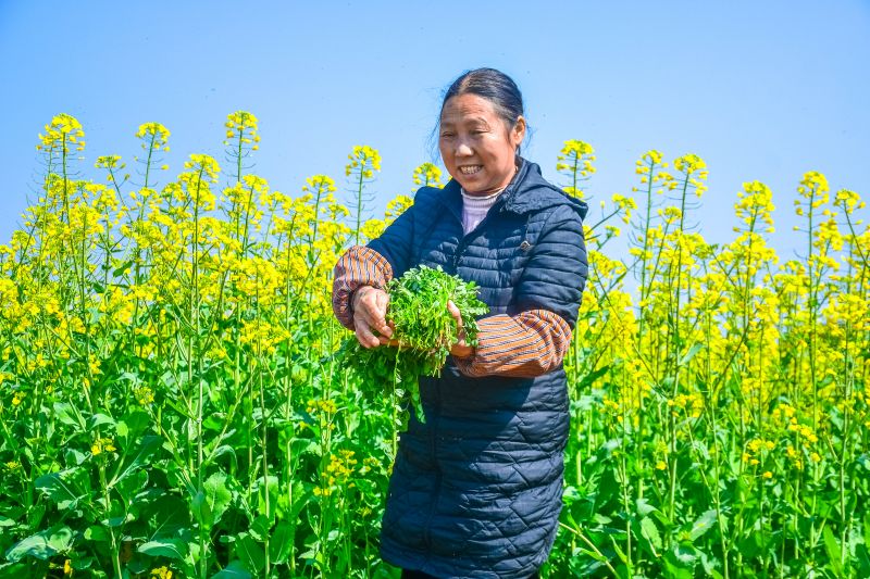 【视频】江西芦溪：良田色彩绽花黄