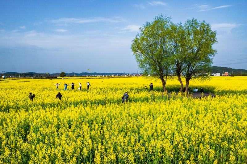 江西芦溪：油菜花开引客来