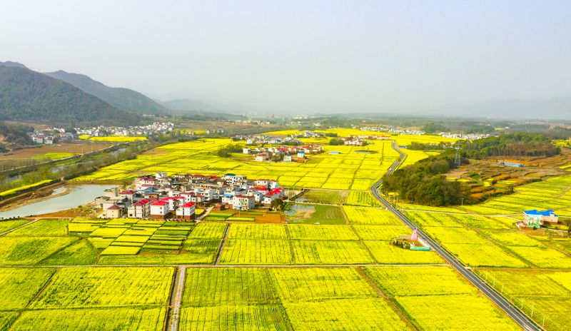 江西瑞昌：油菜花开春意浓